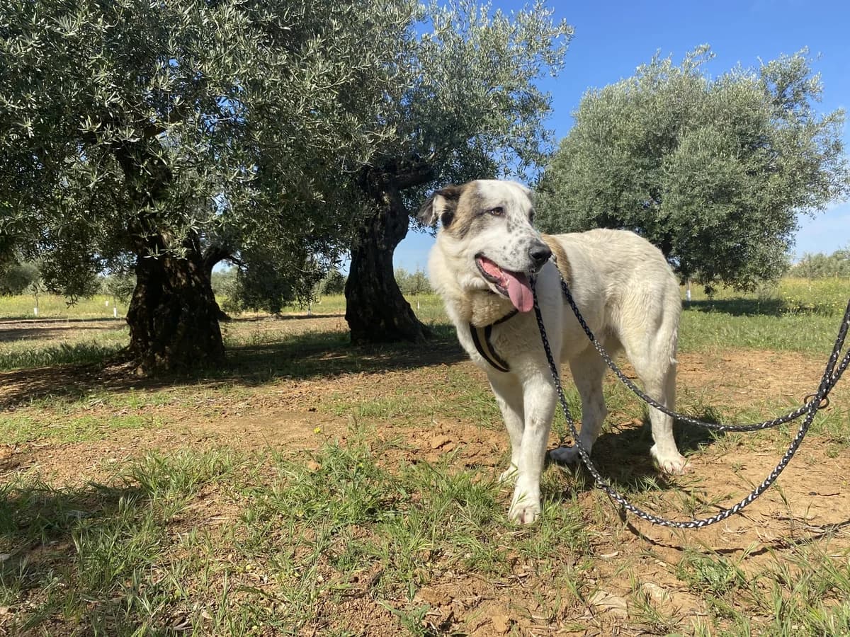 TANGO, male Mixed Breed for adoption at Animales de Baeza