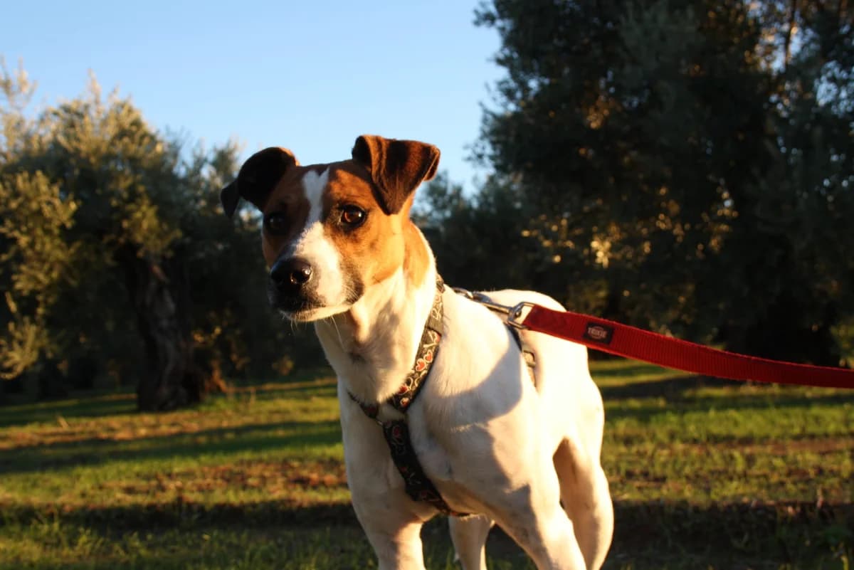 JACK, male Mixed Breed for adoption at Animales de Baeza