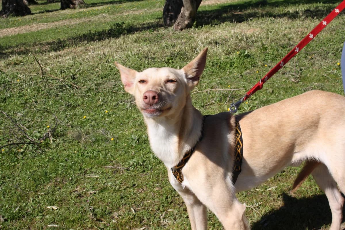 LINO, male Mixed Breed for adoption at Animales de Baeza