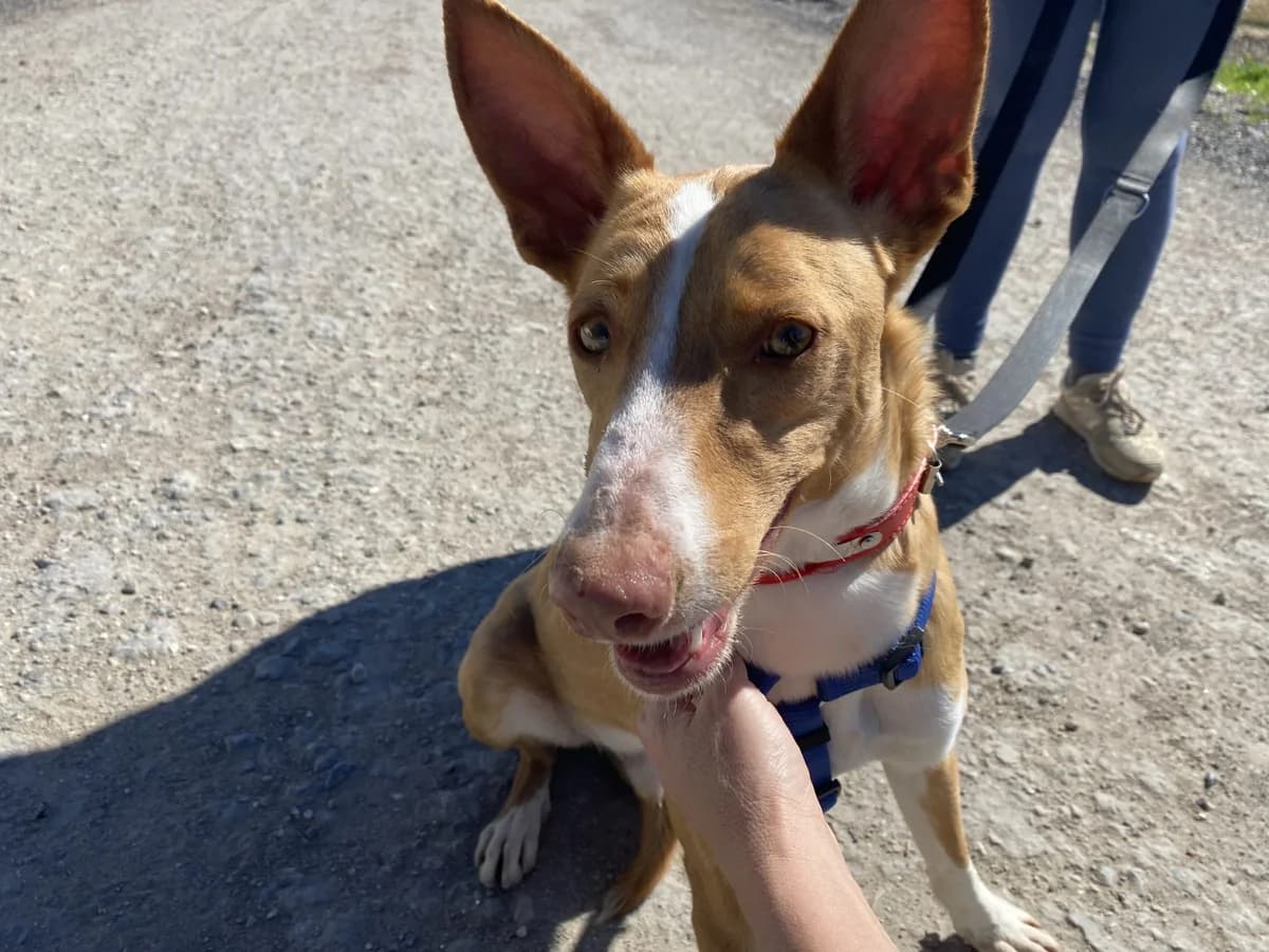 MILKY, male Mixed Breed for adoption at Animales de Baeza