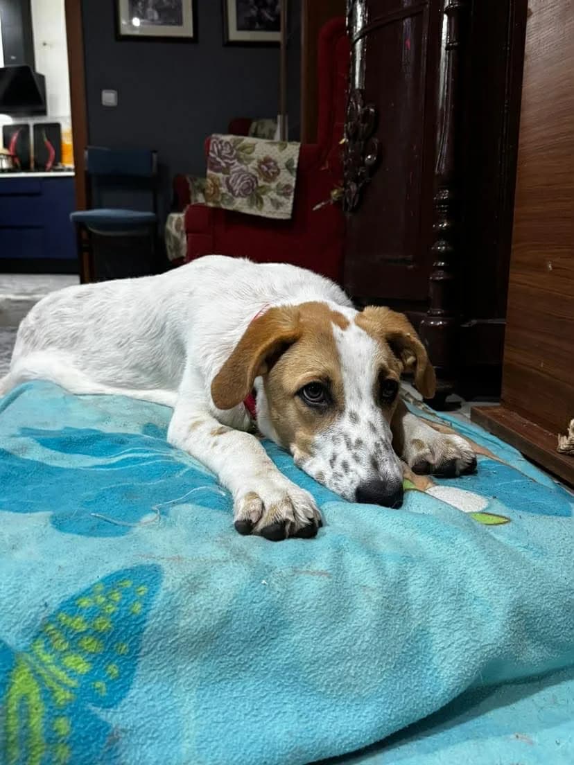 TINA, female Mixed Breed for adoption at Animales de Baeza