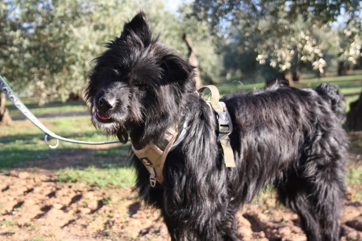 NACHO, male Mixed Breed for adoption at Animales de Baeza