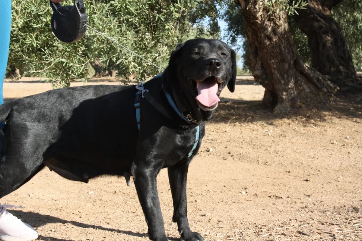 BIMBA, female Mixed Breed for adoption at Animales de Baeza