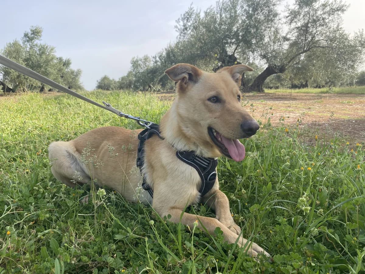 TINO, male Mixed Breed for adoption at Animales de Baeza