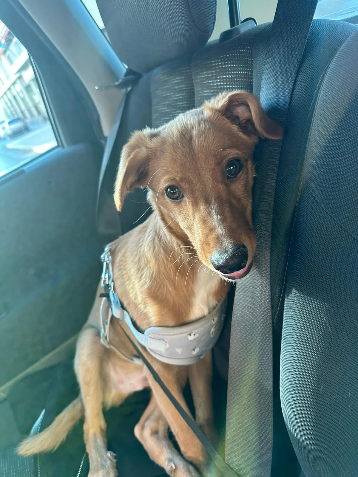 BOBY, male Mixed Breed for adoption at Animales de Baeza