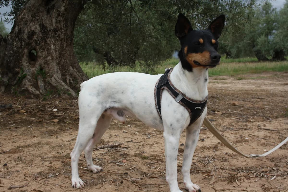 NEO, male Mixed Breed for adoption at Animales de Baeza
