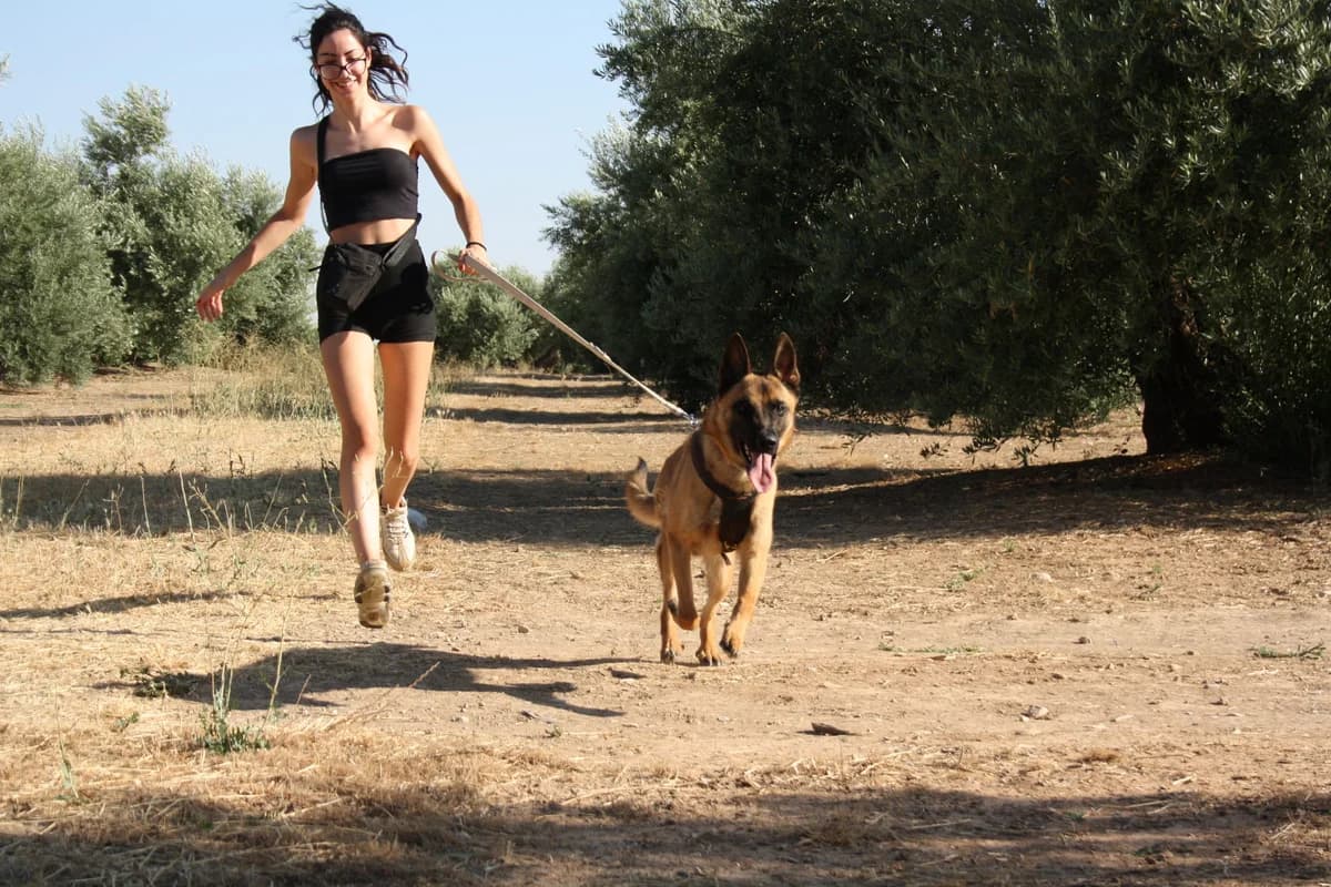 IRAN, Mixed Breed (Animales de Baeza)