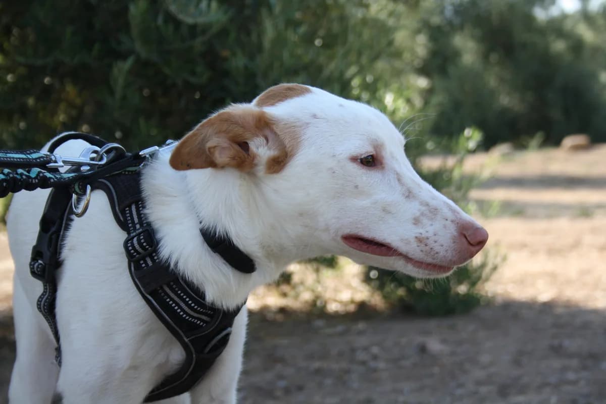 FLORECILLA, female Mixed Breed for adoption at Animales de Baeza