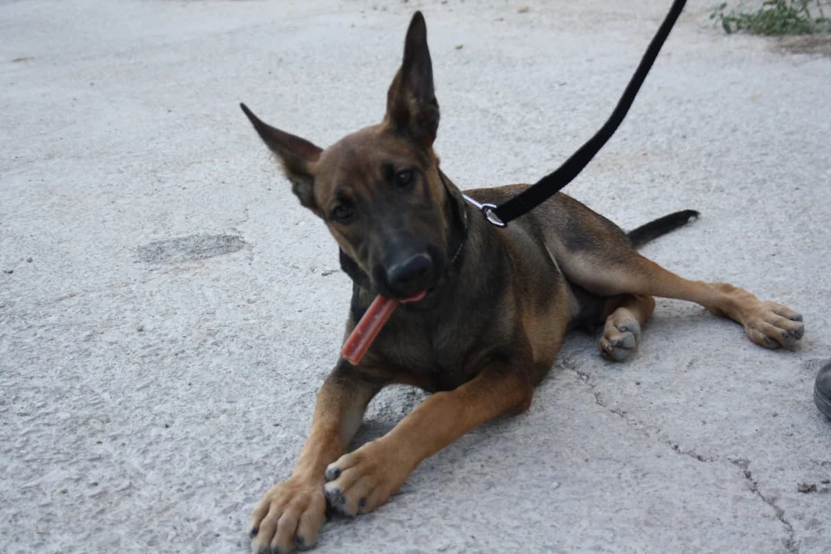 ROCKY, Mixed Breed (Animales de Baeza)