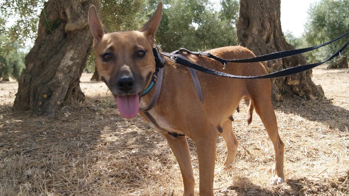 SUERTE, female Mixed Breed for adoption at Animales de Baeza
