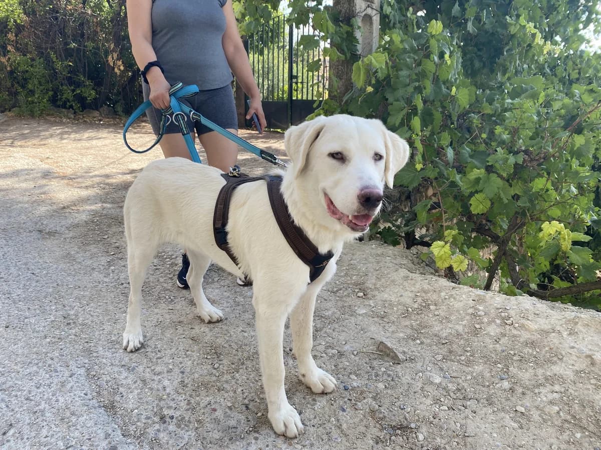 SELENA, Mixed Breed (Animales de Baeza)