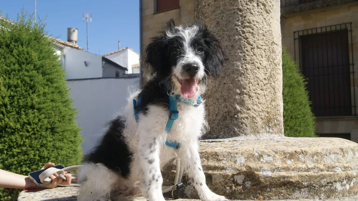 AXEL, male Mixed Breed for adoption at Animales de Baeza