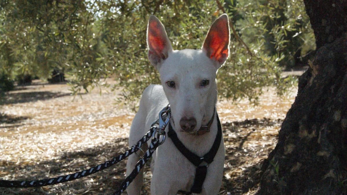 OLAF, male Mixed Breed for adoption at Animales de Baeza