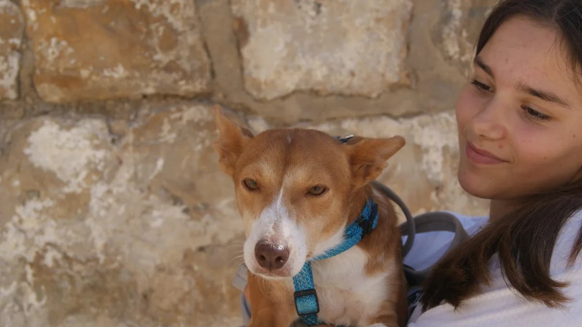 GINGER, female Mixed Breed for adoption at Animales de Baeza