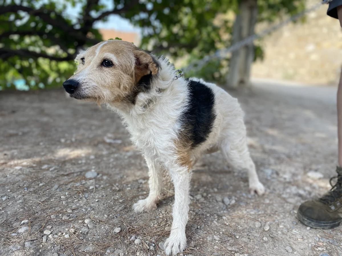 JANA, female Mixed Breed for adoption at Animales de Baeza