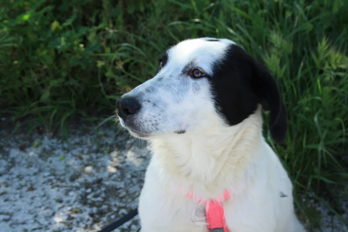 SOL, female Mixed Breed for adoption at Animales de Baeza