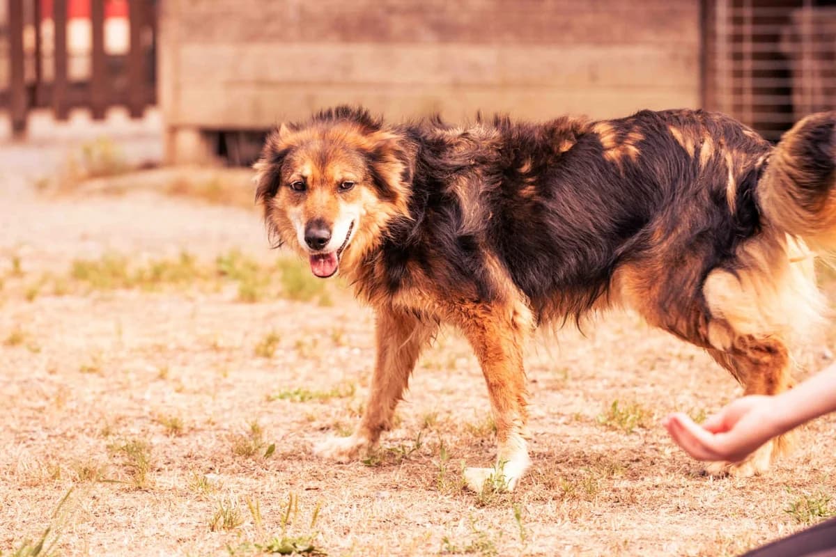Mami,  4yo Mixed Breed for adoption at Protectora de Animales de Oriente