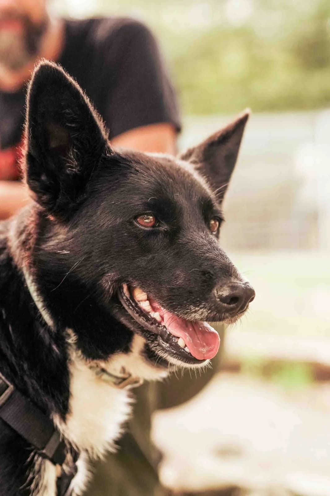 Amy,  5yo Mixed Breed for adoption at Protectora de Animales de Oriente