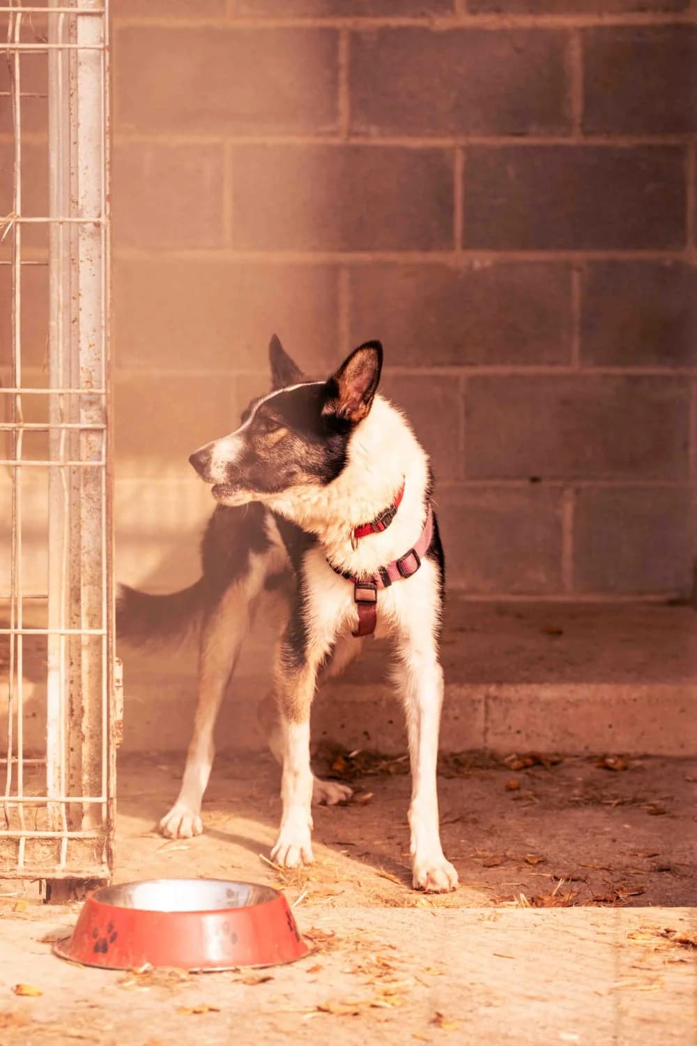 Portos,  young Mixed Breed for adoption at Protectora de Animales de Oriente