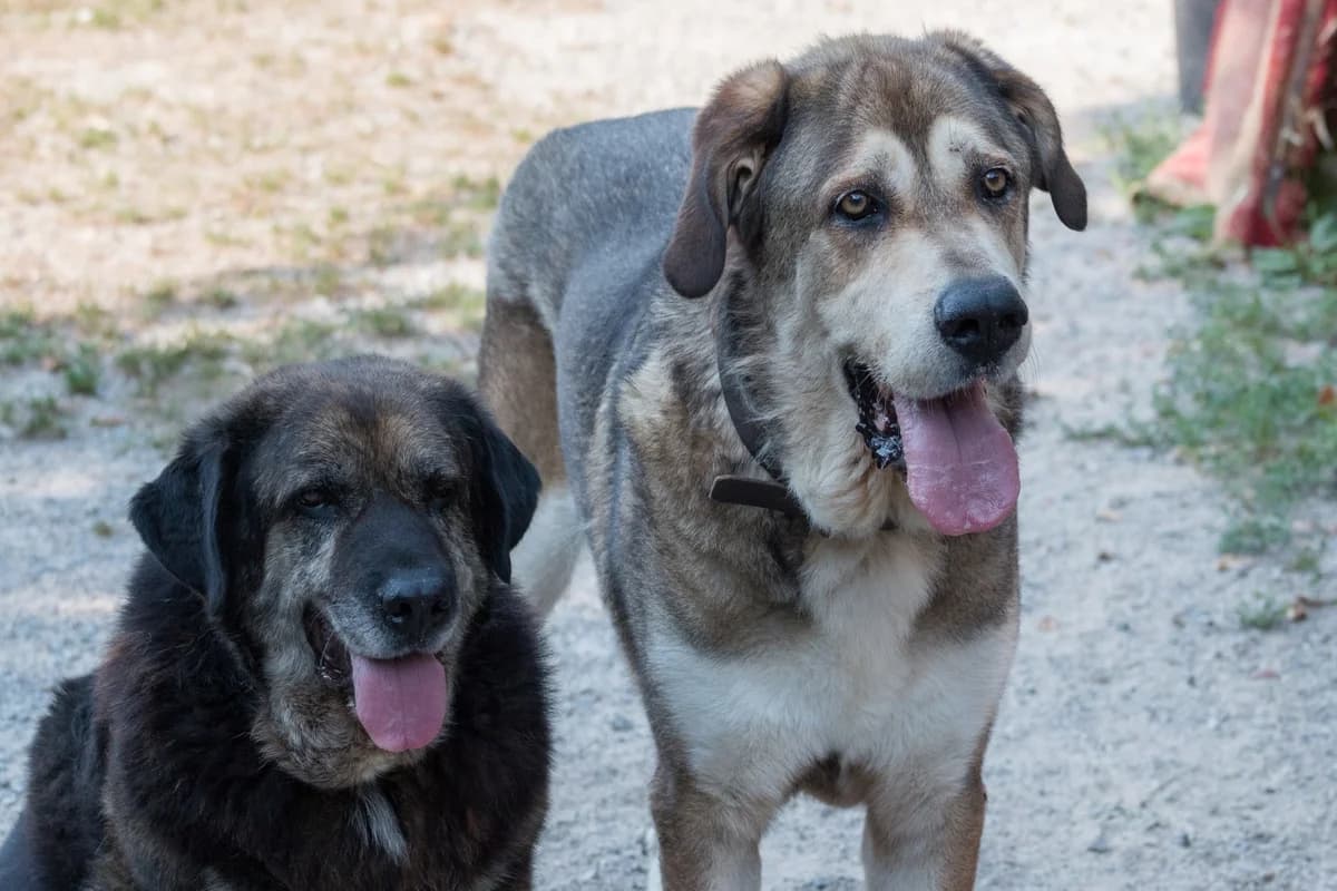 Balto y Luna,  senior Mixed Breed for adoption at Protectora de Animales de Oriente