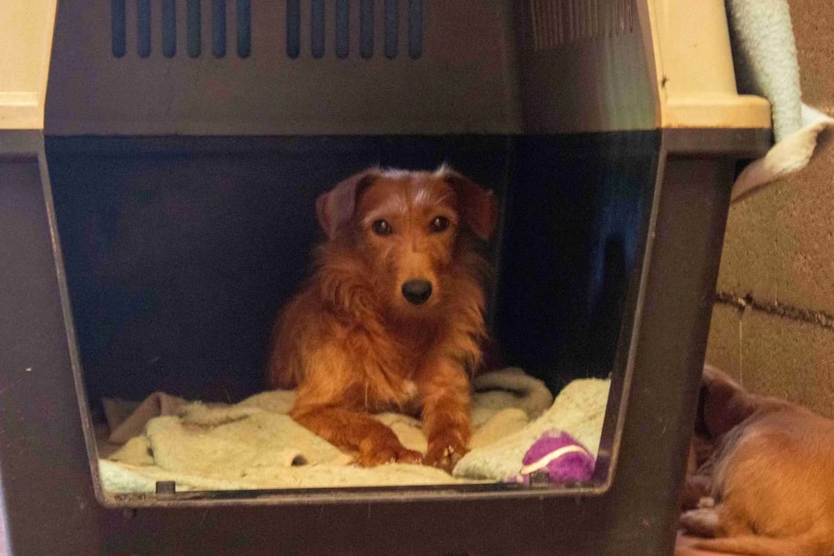 Alba, female 6yo Mixed Breed for adoption at Animales Rioja