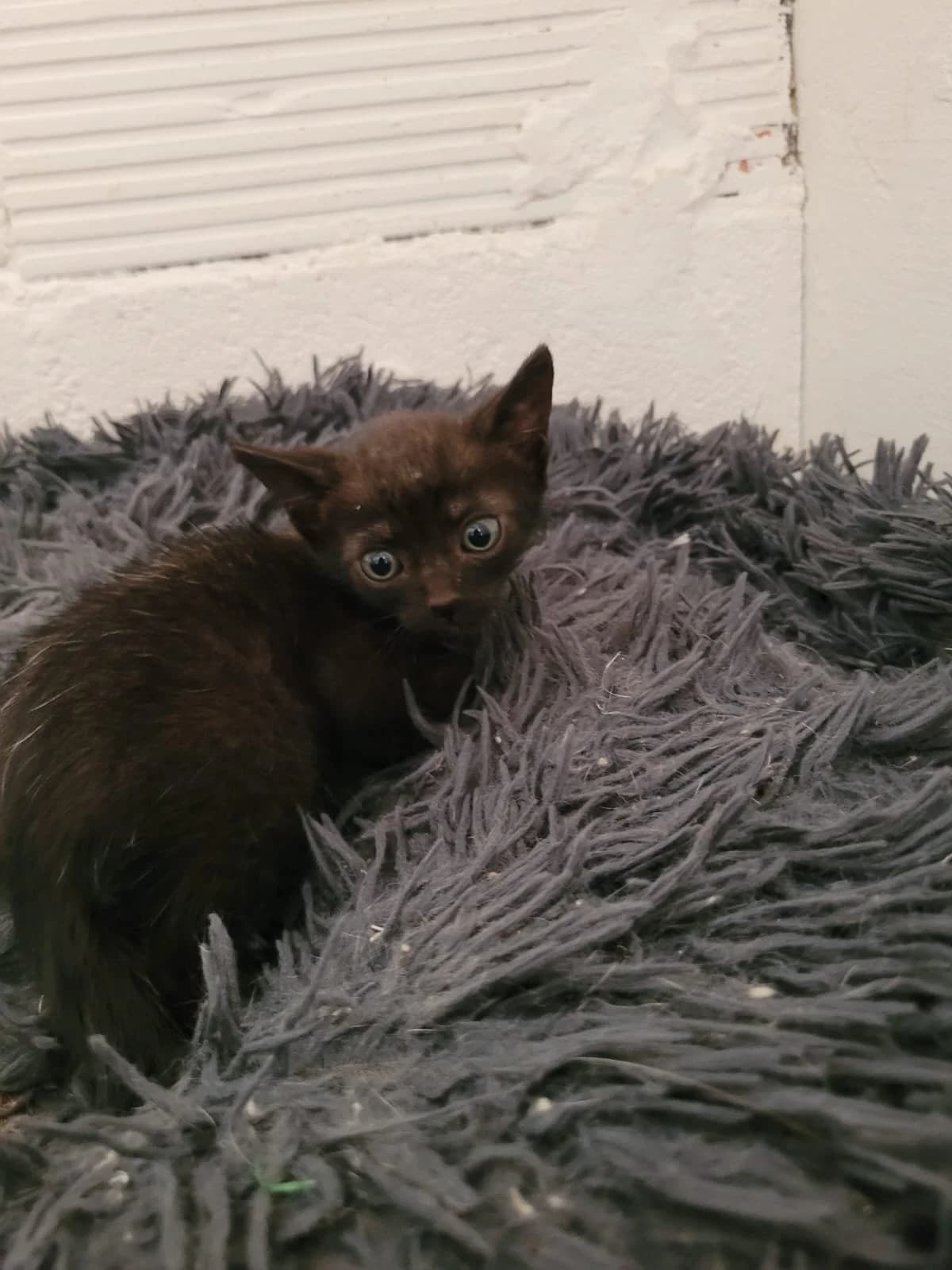 Álex, male European Shorthair for adoption at Animales Rioja