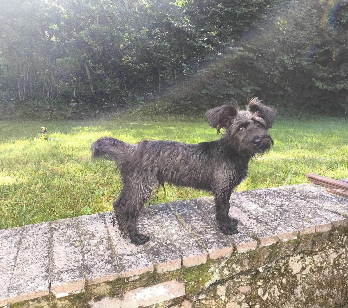 Álex, male puppy Mixed Breed for adoption at Animales Rioja