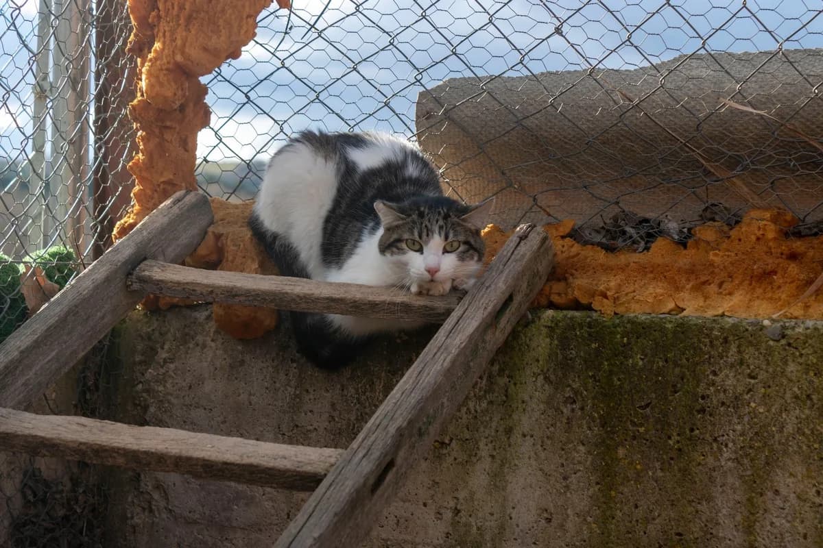 Almita, female 3yo European Shorthair for adoption at Animales Rioja