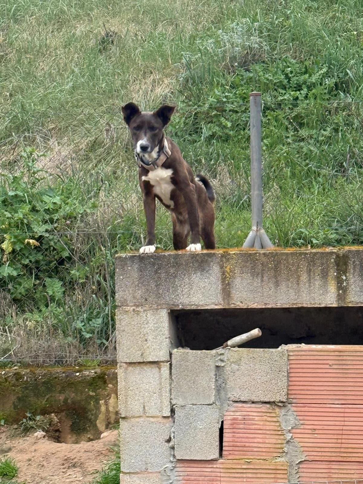 Amber, female young Mixed Breed for adoption at Animales Rioja