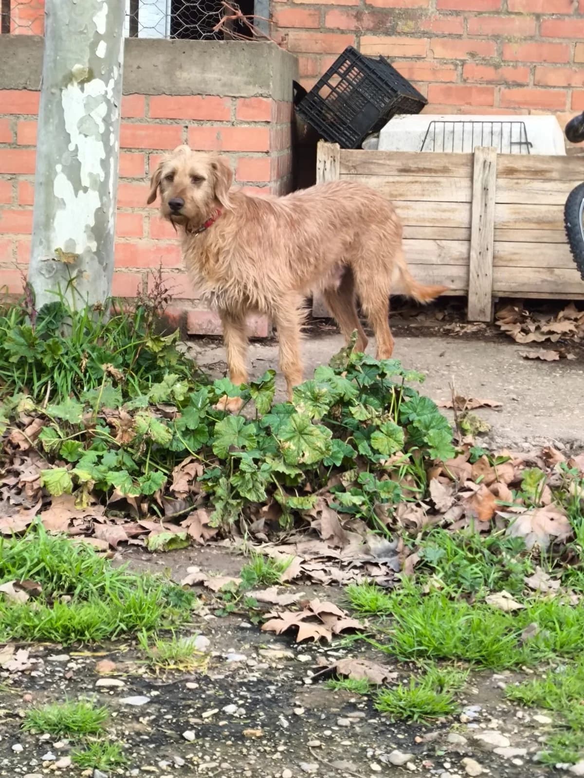 Anacardo, male 3yo Dachshund for adoption at Animales Rioja