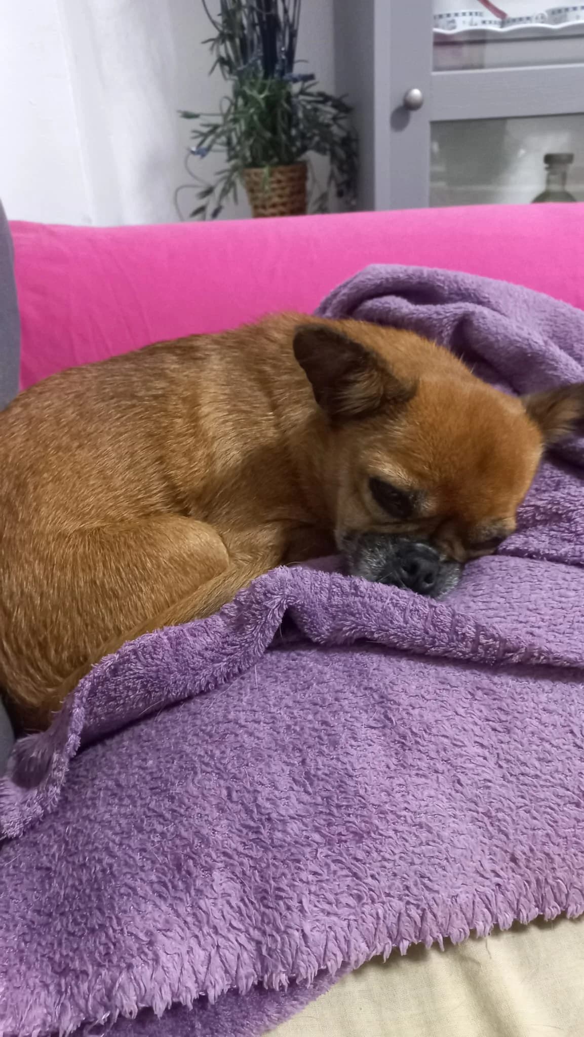 Atenea, female senior Chihuahua for adoption at Animales Rioja