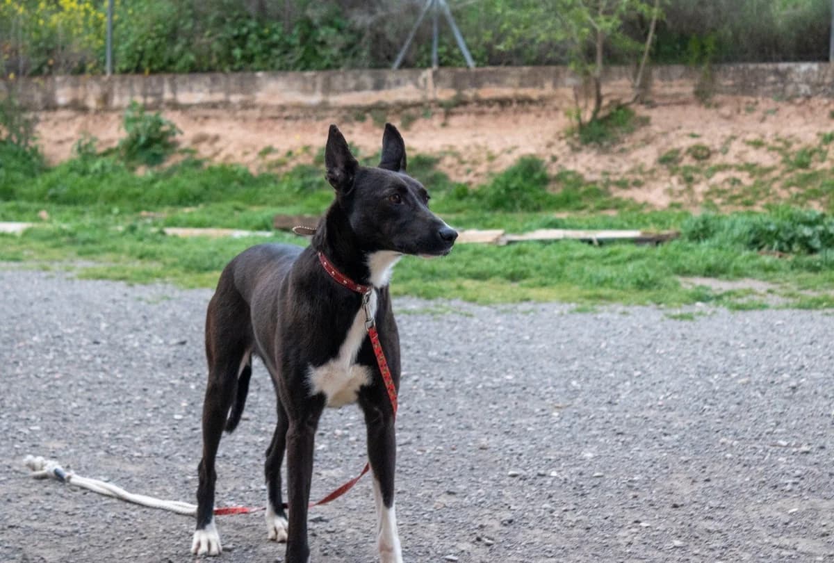 Belchy, female senior Podenco for adoption at Animales Rioja