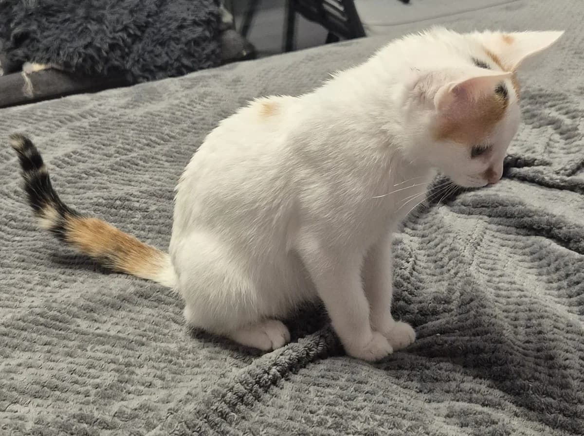 Blanqui, female European Shorthair for adoption at Animales Rioja