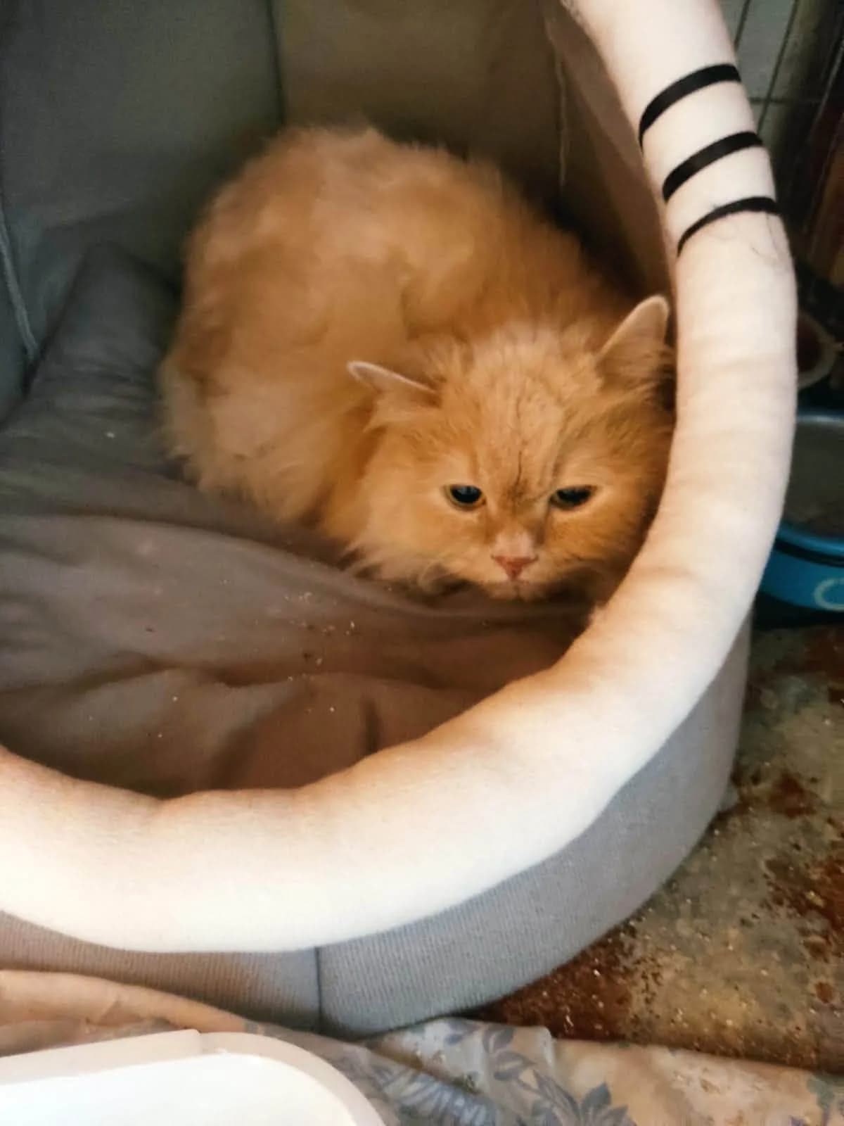 Brownie, male senior Persian for adoption at Animales Rioja