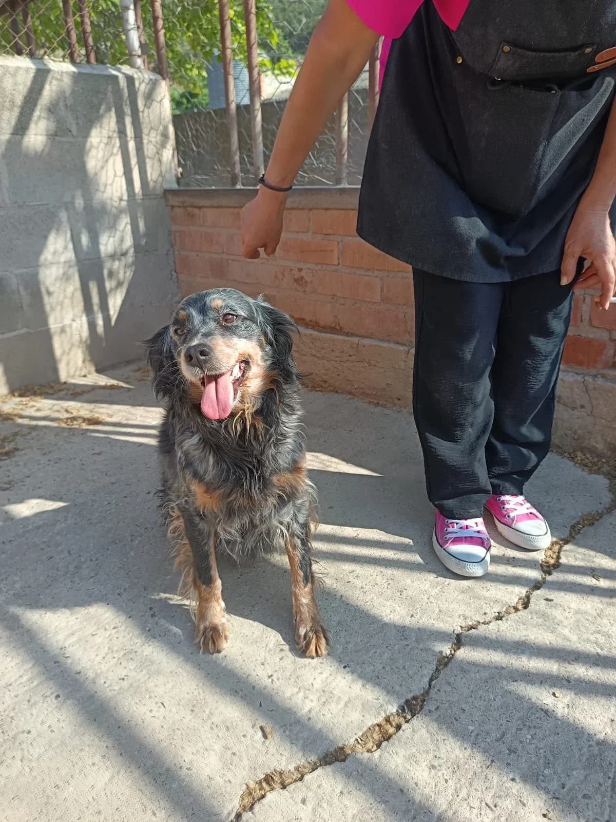 Candy, female 3yo English Setter for adoption at Animales Rioja