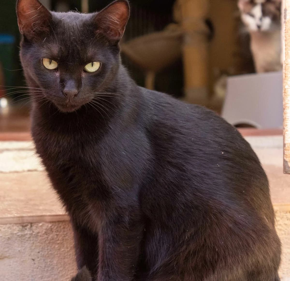 Chess, female 4yo European Shorthair for adoption at Animales Rioja