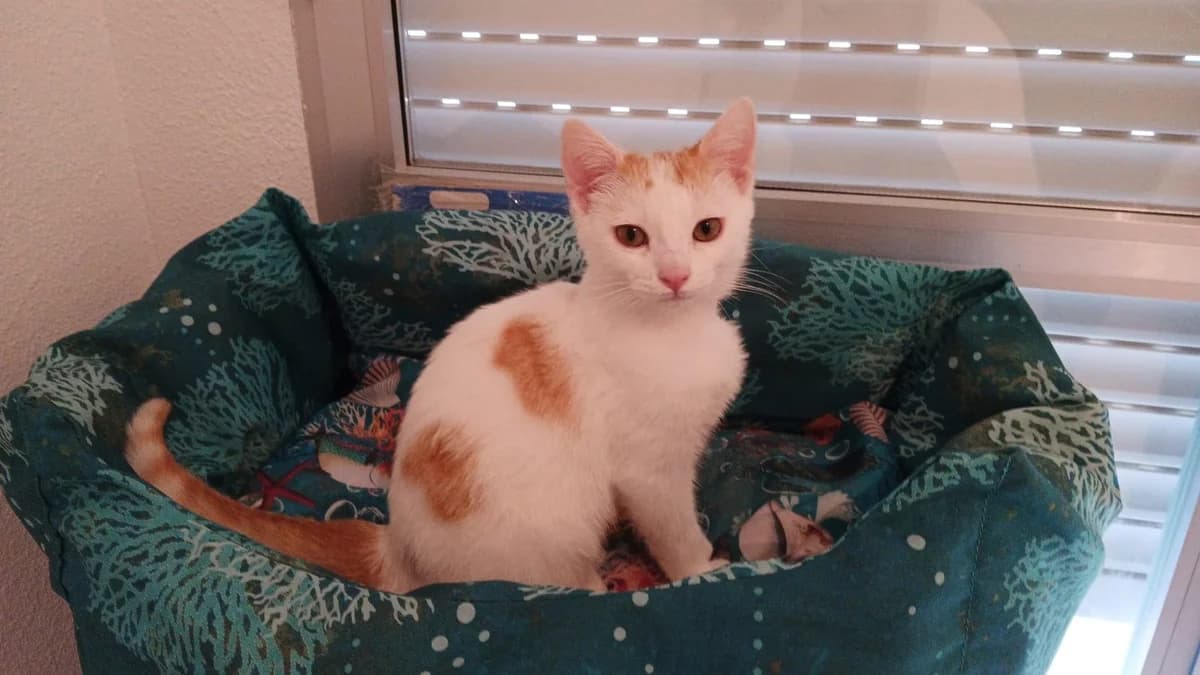 Cotton, male young European Shorthair for adoption at Animales Rioja