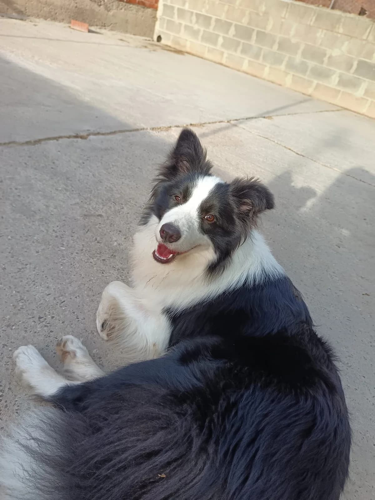 Davo, male young Border Collie for adoption at Animales Rioja