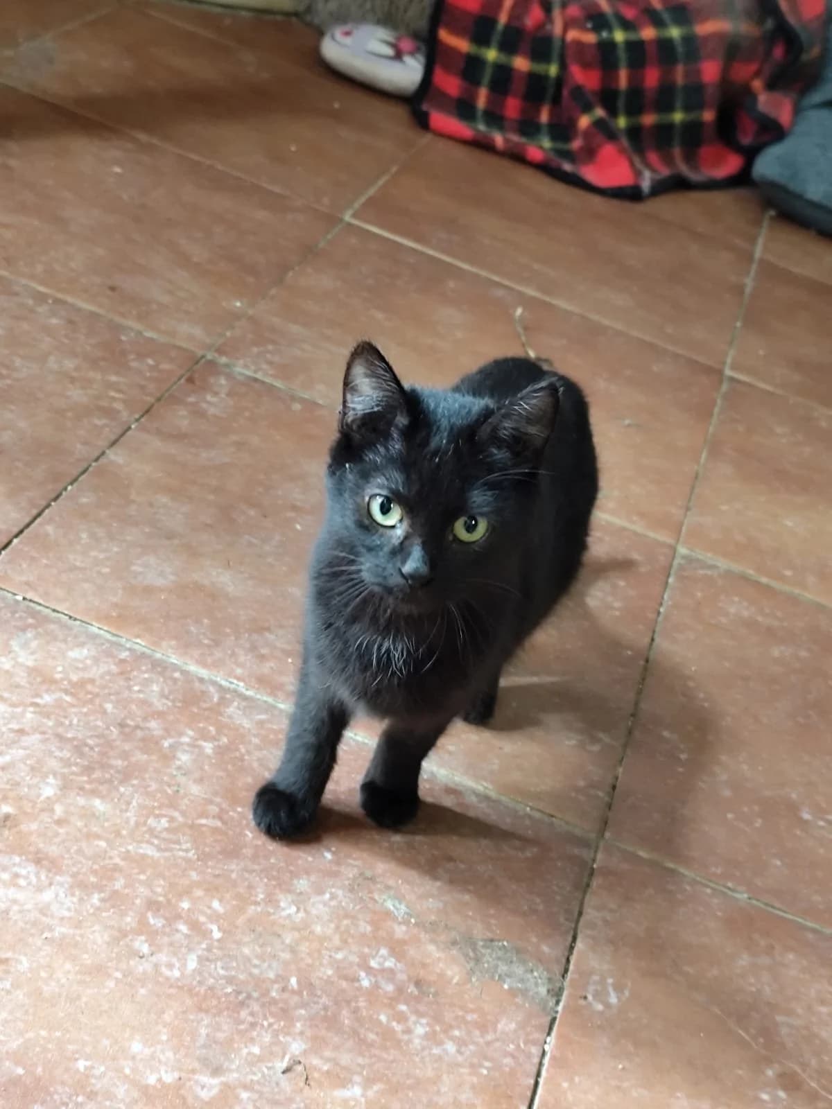 Daysi, female European Shorthair for adoption at Animales Rioja