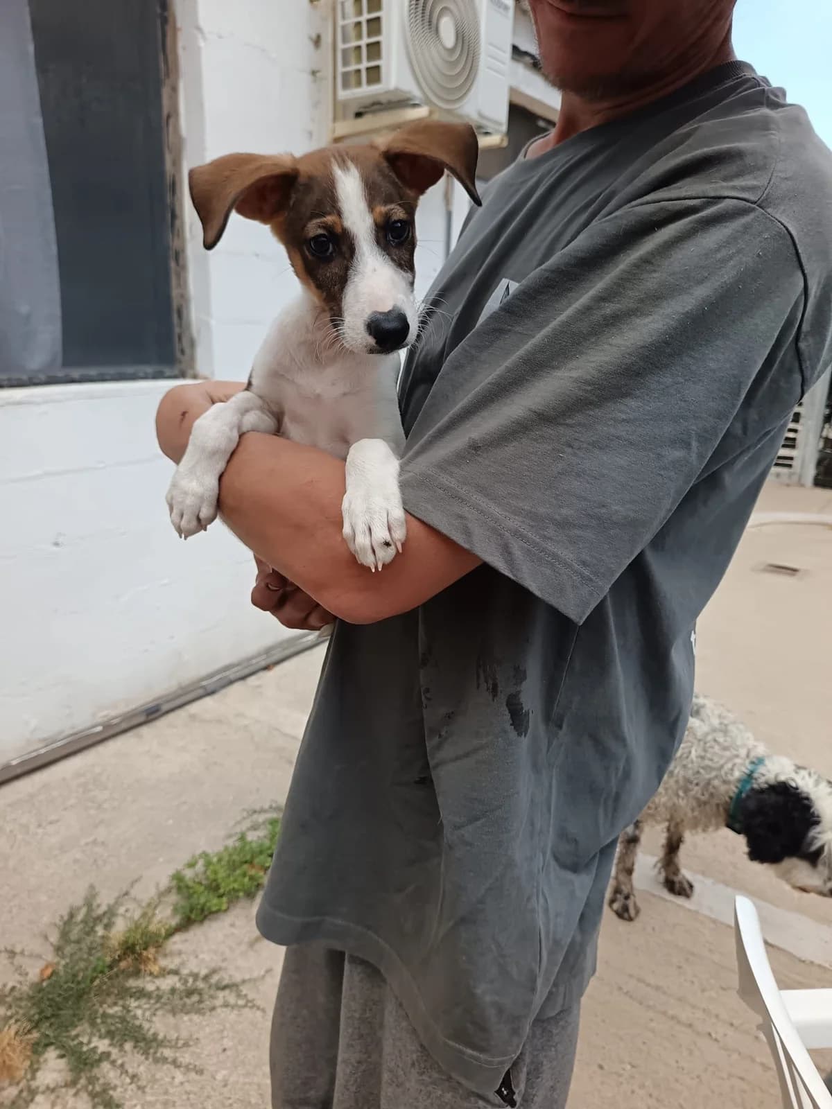 Douglas, male puppy Mixed Breed for adoption at Animales Rioja