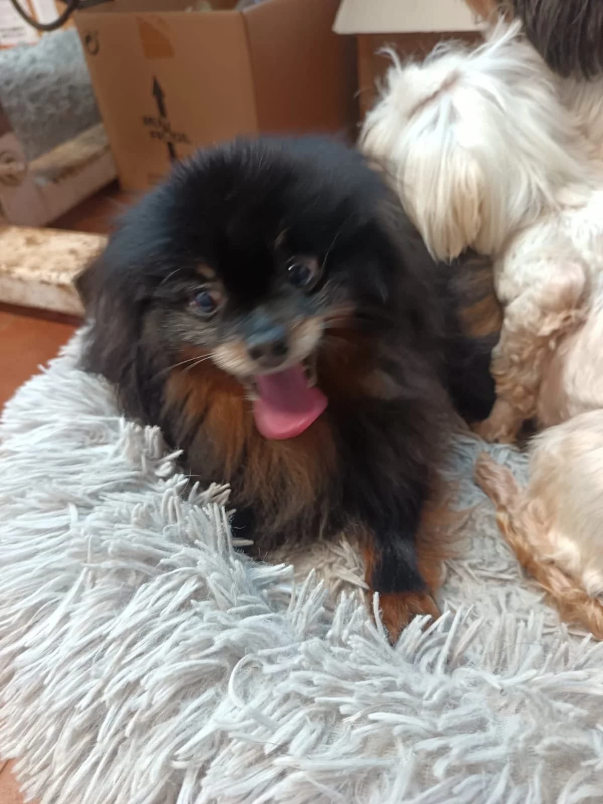 Duruska, female senior Pomeranian for adoption at Animales Rioja