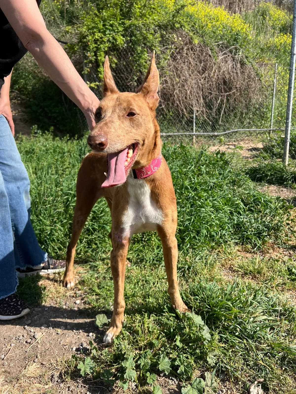 Elvis, male 5yo Podenco for adoption at Animales Rioja