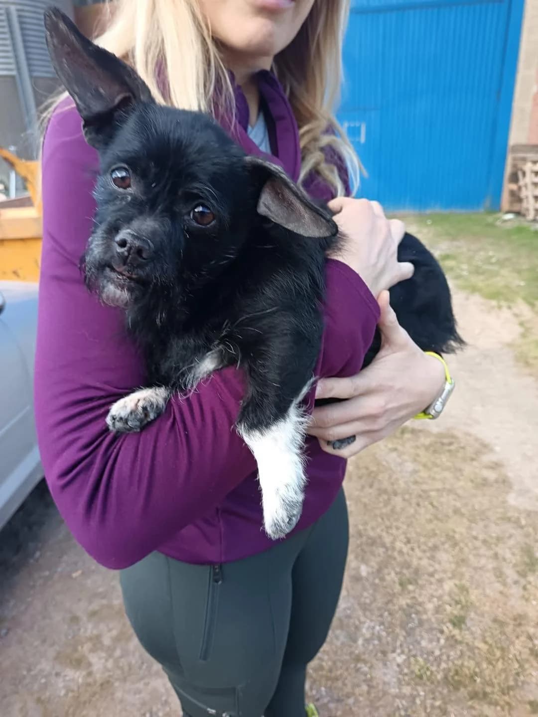 Estrella, female senior Chihuahua for adoption at Animales Rioja