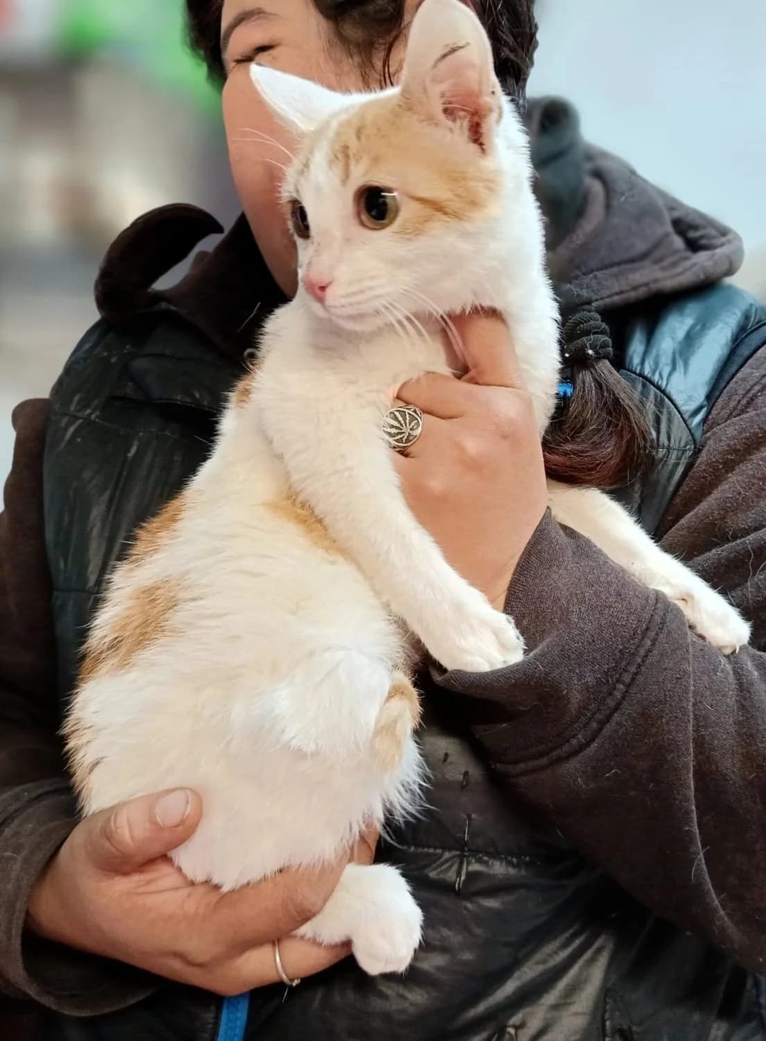 EVA, female young European Shorthair for adoption at Animales Rioja