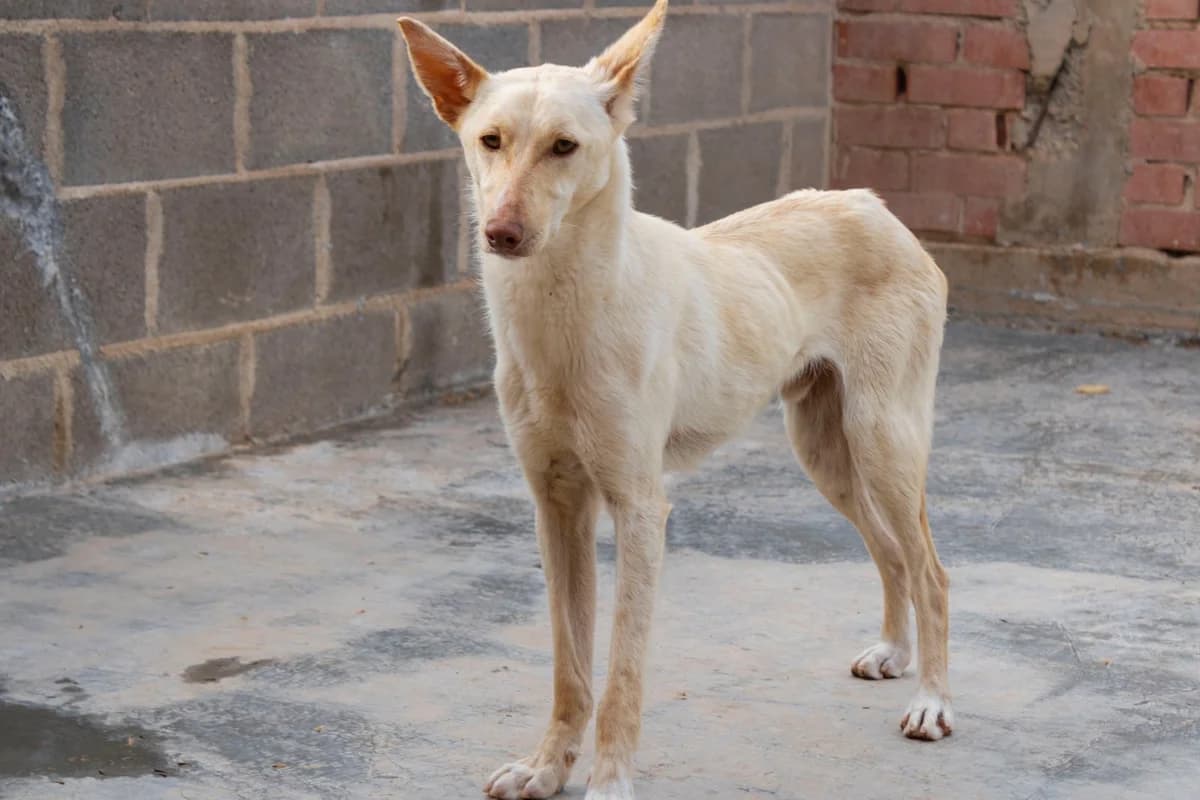 Floki, male Podenco for adoption at Animales Rioja