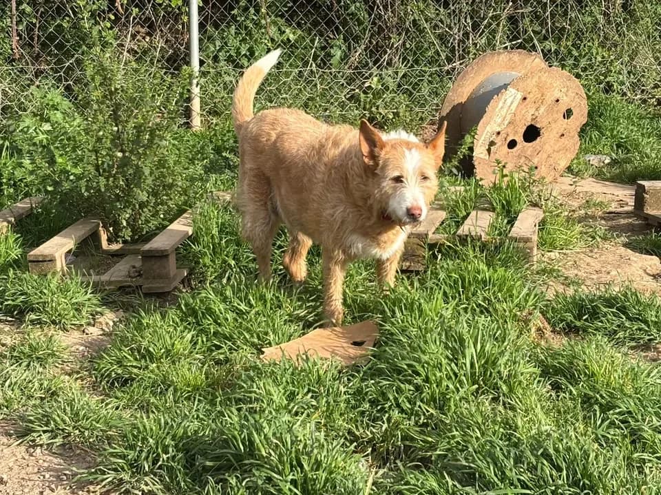 Hera, female senior Podenco for adoption at Animales Rioja