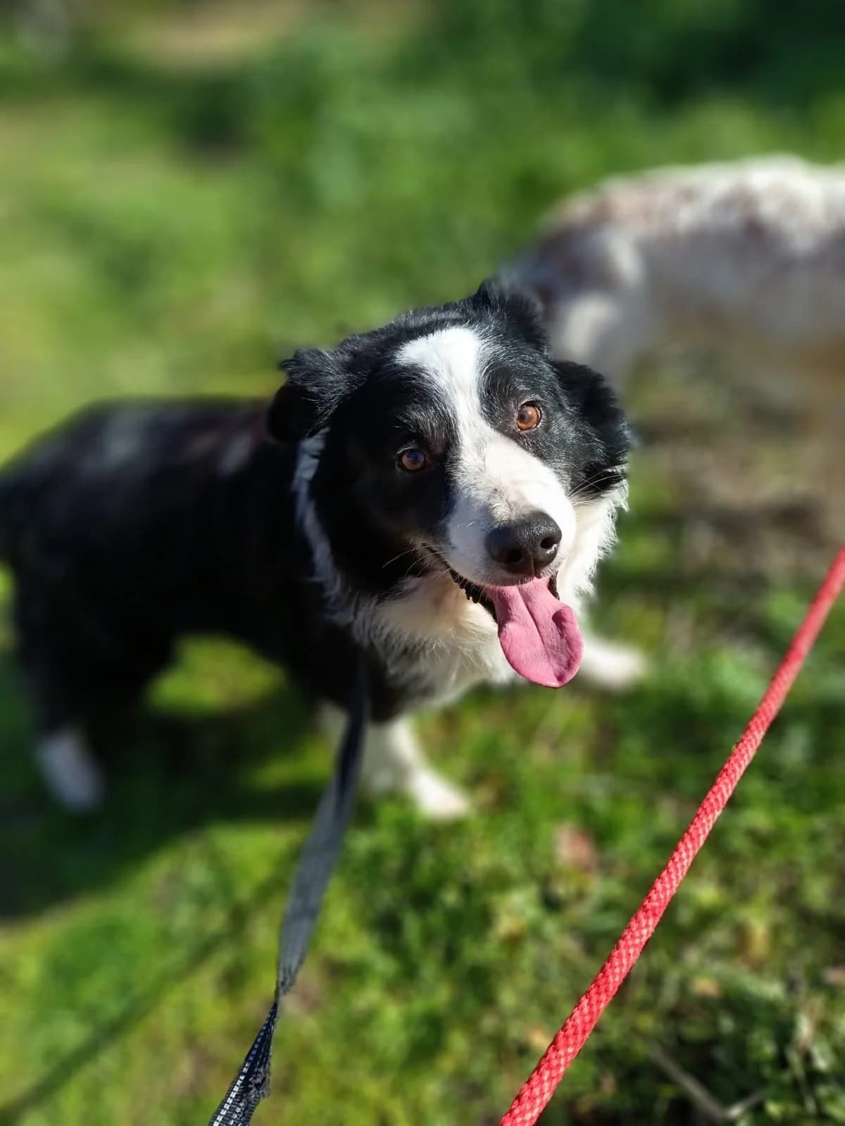 Lagun, male puppy Border Collie for adoption at Animales Rioja