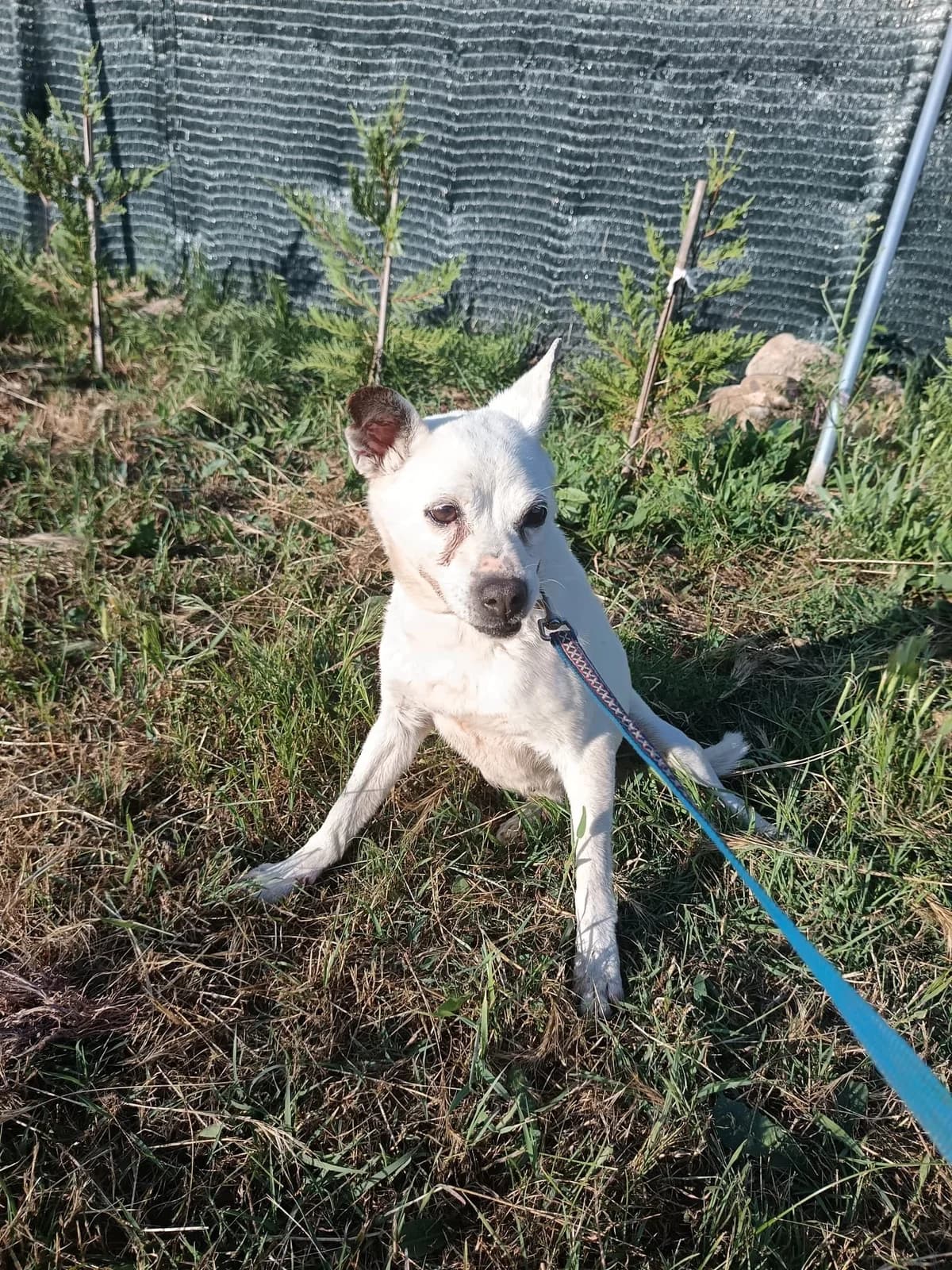Lila, male senior Mixed Breed for adoption at Animales Rioja