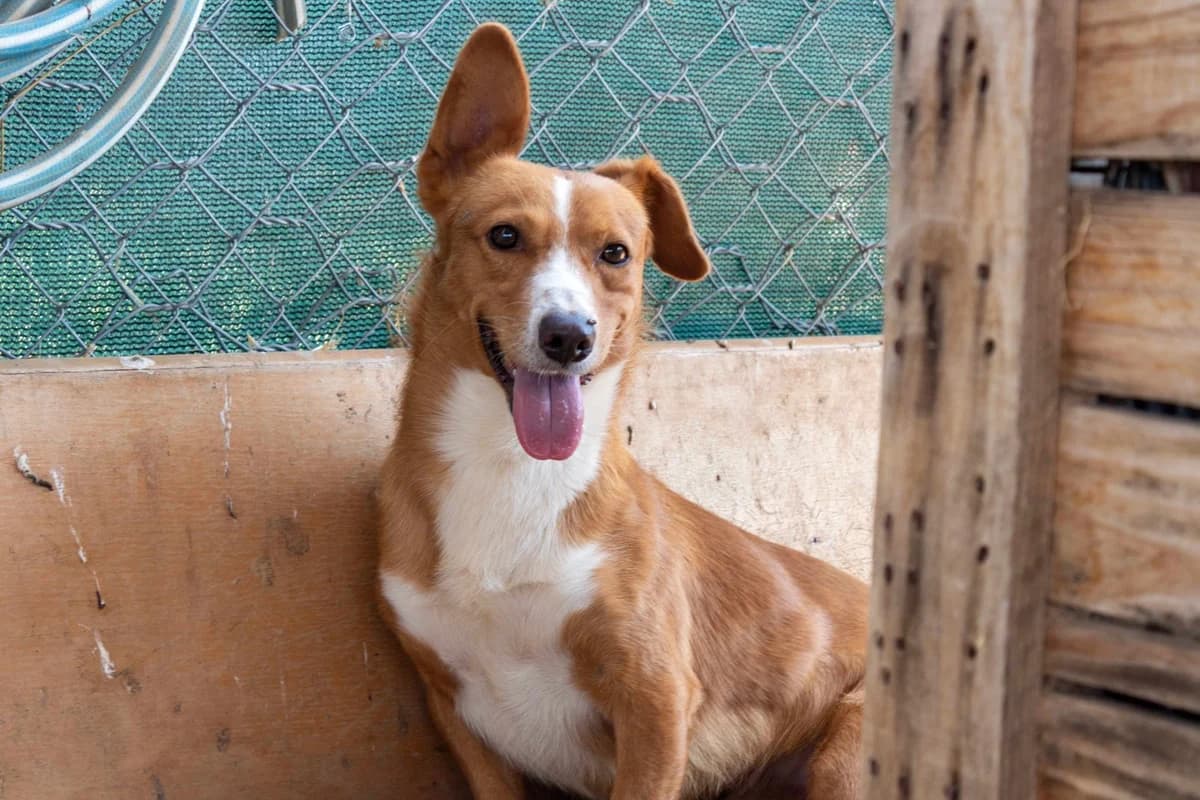 Limón, male Mixed Breed for adoption at Animales Rioja