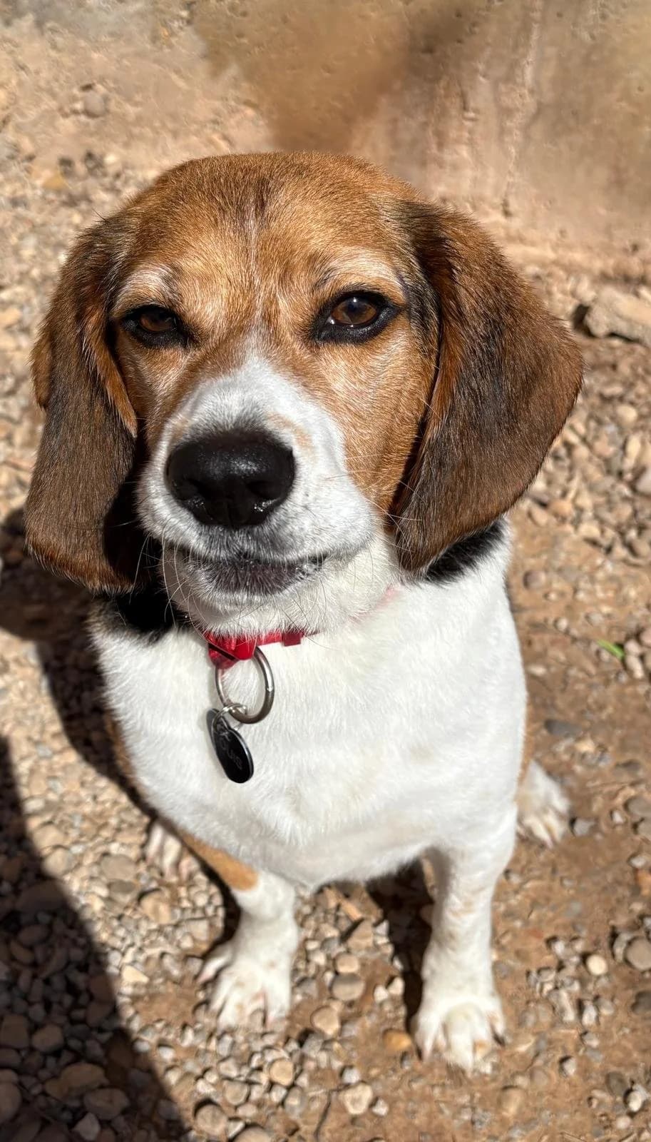 Louis, male 6yo Beagle for adoption at Animales Rioja